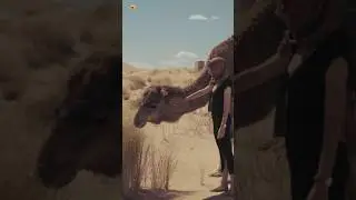 Camel Sound 🐪 ( Camel voice )