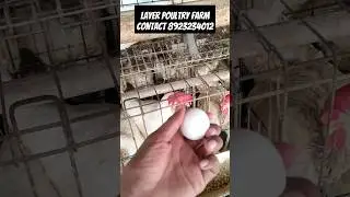 layer poultry farm eggs 🥚🍳| #shorts #murgifarm