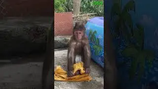 WOW ! CUTIS tries with new swimming pool #monkey #cutis #shortvideo