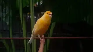 Секрет быстрой трели канарейки: Лучшие звуки для дрессировки❗❗