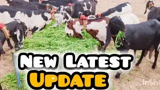 Faisalabad Goat Mandi New latest Update 21-01-2026