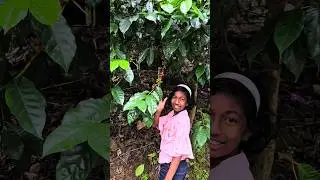 Coffee Plantation Yercaud | Yercaud Trip #yercaud #holidays #shorts
