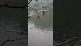 #monkey #trying #fail #viralvideo #animal #drawing #foryou #wildlife #facts #travel #india #pakistan