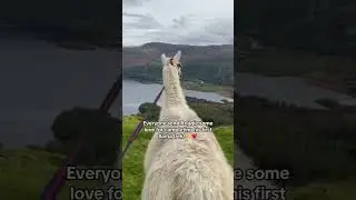 Reggie&rsquo;s First Llama Trek! 🦙⛰️ #llama #trekking #thelakedistrict