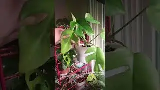 Mini Monstera