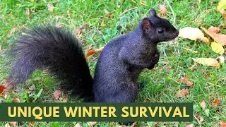 Squirrels Prep for Winter Survival in Autumn