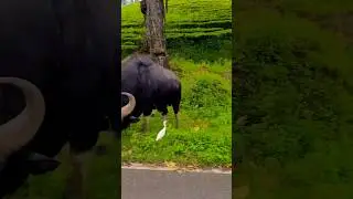 Bisons casually stand by the side of the road #shorts #valparai @saravananvlogs