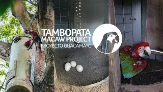 Tambopata Macaw Project  | Saving the macaw population in the Amazon Rainforest