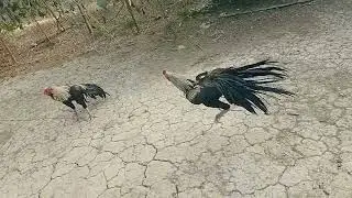 my two aggressive fighters home breed strong boy