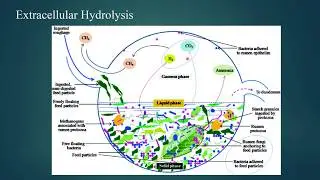 Volatile Fatty Acids Production