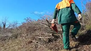 Echo chainsaw. I am clearing the undergrowth. / Raskrčujem &scaron;ikaru sa Echo pilom