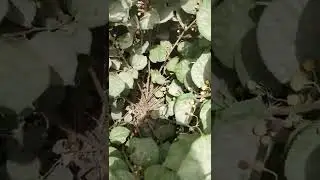 fruit phalsa