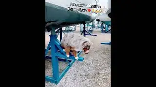 L&rsquo;acrobate #dogs #travel #youtubeshorts #cute #love #animals #snow #chien #funny