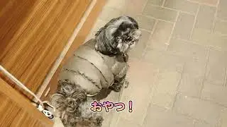 ポティ No.167 分倍河原を行く