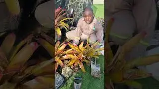 Planting your Bromeliads in the ground