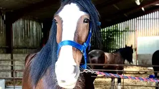 Shire Horse Experience Day 2019