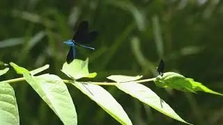 Dance of the Dragonflies