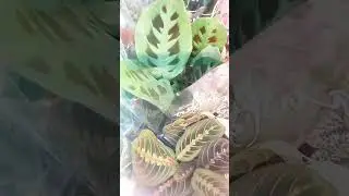 💚Maranty 19.99 , niedośpiany 15.99 w Netto 💚