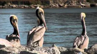 Closeup of Pelicans at the Jetty With One Yawning