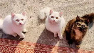 The cats unique behavior video