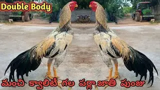 మంచి క్వాలిటీ, రంగు మరియు పనితనం గల డబుల్ బాడీ పుంజు||8074334157||Parla Jathi||#StarAseelFarms....!