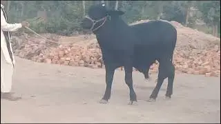 Future Champ kala Brahman | Black mushka Black Beauty |  Best breed &hearts;️