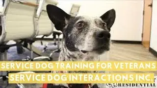 The Best Service Dog Training for Veterans in San Diego // Service Dog Interactions Inc.