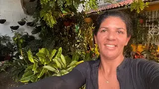 FILODENDROS MARAVILHOSOS + DICAS E REPLANTE DA JADE