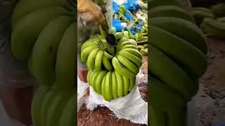 Epic Secrets Behind China's Giant Banana Harvest &ndash; Revealed