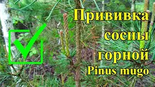 Прививка сосны горной Pinus mugo на сосну обыкновенную уход за прививками хвойных
