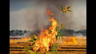 The MJ Stock Cannabis Short , Fundamental & Technical Analysis