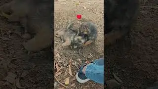 #puppy