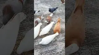 Pigeon sound ❤