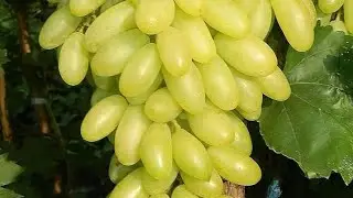 موسكا ايطاليا السنة الثانية mosca italy 2nd year