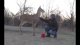 Ep. 46:  When Wild Deer Become Your Friends!  March-April 2021