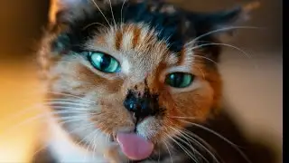 Omg so cute cats best funny cat videos 2022