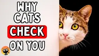 Why Your Cat Keeps Checking On You (Most Owners Get This Wrong)
