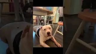 Dog sturdy