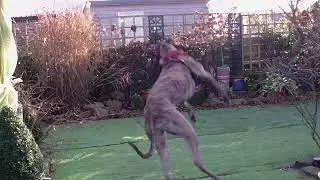 Dog having Fun with Ball