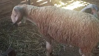 يوم عيد المسلمون