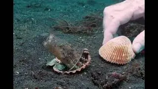 Squid pro quo