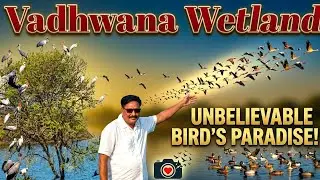 Wadhvana Wetland l Wadhvana Bird Sanctuary l Wadhvana lake Dabhoi near Vadodara l Vlog l