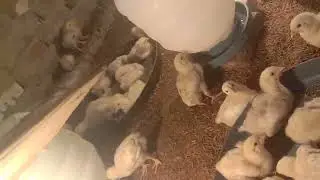 7 day old chicks