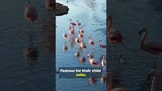 The Pink Wonder Nature&rsquo;s Most Elegant Bird