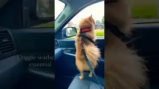 Pet seat belt #seatbelts #car #petgifts #petwalk #dogs #cats #leash #coolgifts #viral #trending