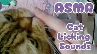 What Happens When Curious Cats Meet ASMR?