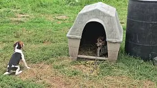 Żegnaj, mamo Cricket! Szczeniak Pocket Beagle wraca do domu
