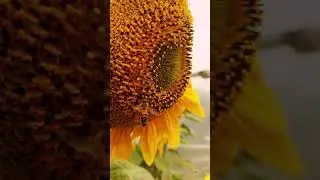 Bee pollination in slow motion