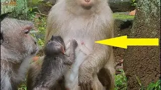 WOW!!! Surprise! Little baby Timo hungry lull Ashley for get milk in frond old mother Tima.