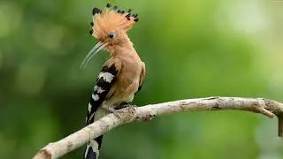 Hoopoe Sounds / Birds Sounds